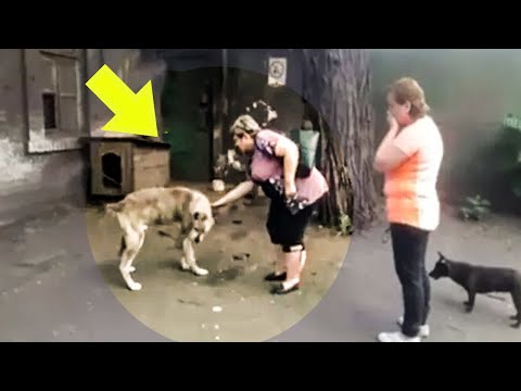 Stray Dog Recognizes the Woman Before Him and Starts to Shed Tears