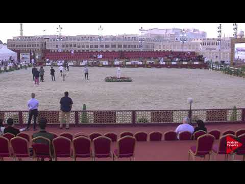 N.47 ARWA AL NASSER - 2019 Qatar International show - Fillies 2 Years Old (Class 2)