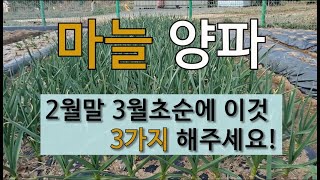 마늘 양파 2월말 3월 초순에 이것 3가지 해주세요. 마늘 양파 잘 가꾸는 방법 #마늘 양파 부직포 벗기는 …