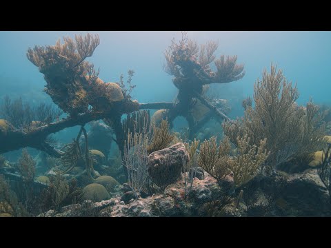 Diving the Montana Wreck | Bermuda