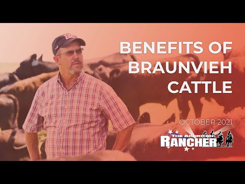 , title : 'Benefits of Braunvieh | The American Rancher'