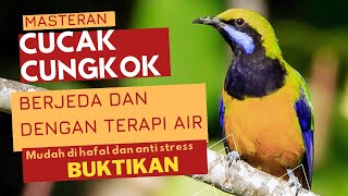 Download lagu MASTERAN WAJIB BURUNG LOMBA | CUCAK CUNGKOK | BERJEDA DENGAN TERAPI AIR | MUDAH DIHAFAL, BUKTIKAN!! mp3 Download lagu MASTERAN WAJIB BURUNG LOMBA | CUCAK CUNGKOK | BERJEDA DENGAN TERAPI AIR | MUDAH DIHAFAL, BUKTIKAN!! mp3