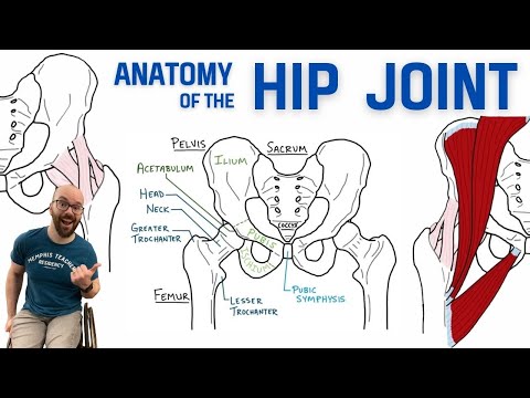 Anatomy of the Hip Joint | Bones, Ligaments, & Muscles