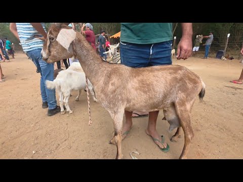 CABRA DE LEITE NA FEIRA DE BARRA DE SÃO MIGUEL-PB 15/11/2025