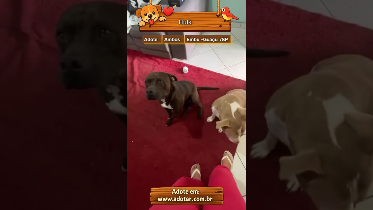 Cachorro raça Pit-Bull idade 3 anos nome Hulk 