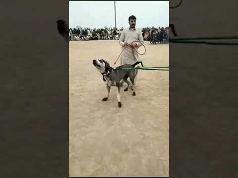 Bully Son Of Bahubali 2024 || Owner Qisam javed sandla ||by @PakLahoreGroup #dog