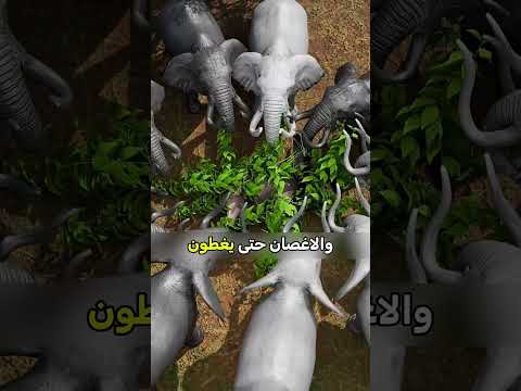 شنو يصير لمن الفيل يودع الملاعب😨#اكسبلور #معلومات #معلومات_عامة #حقائق #موسوعة_غينيس