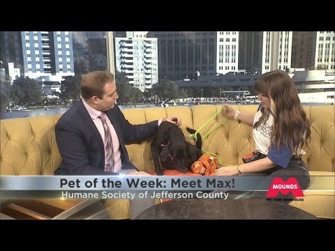 Pet of the Week: Meet Max! - YouTube