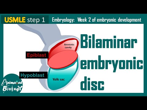 Bilaminar Embryonic Disc | Epiblast and Hypoblast | Embryology | USMLE