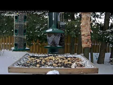 Common Raven Flies Off With Bill Full Of Deer Fat – Dec. 7, 2017