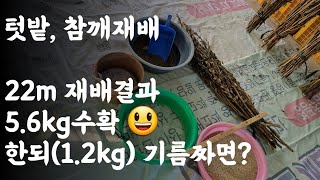 텃밭, 참깨재배 / 22m 식재, 수확량 5.6kg / 한되(1.2kg)로 참기름 짜면 얼마나 나올까?