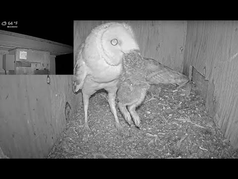 Bad Owl Husband: Male barn owl steals huge rabbit from his mate.