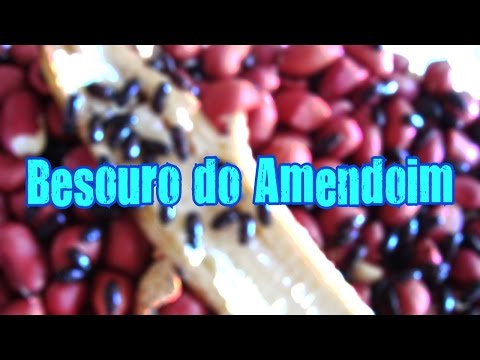 download lagu mp3 mp4 Bicho Do Amendoim, download lagu Bicho Do Amendoim gratis, unduh video klip Bicho Do Amendoim