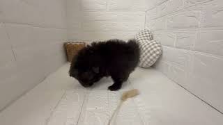 ハーフ犬の動画01