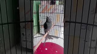 Download lagu srigunting abu isian tengkek buto mp3 Download lagu srigunting abu isian tengkek buto mp3