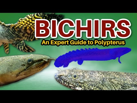 Bichirs Polypterus expert care guide