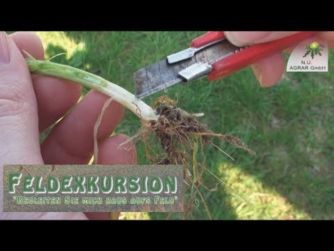 88. Feldexkurion: Wintergetreide nachkürzen - NU Agrar, 02.05.2018