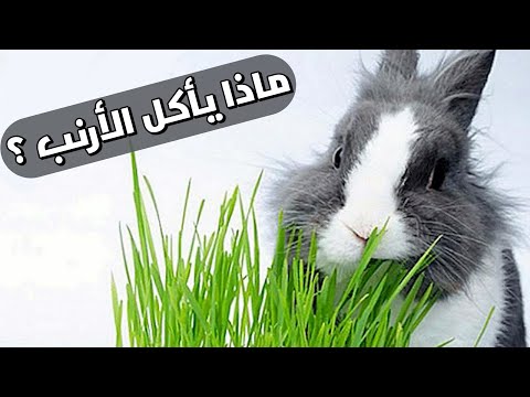, title : 'ماذا يأكل الأرنب ؟ أهم الأطعمة التي تتناولها الأرانب مع بعض النصائح حول العناية بها | Nature Lover'