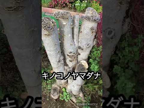園芸 キノコと火