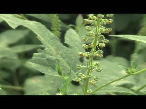 アンブロシア 植物