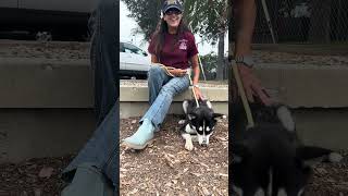 Video preview image #1 Siberian Husky Puppy For Sale in Pasadena, CA, USA