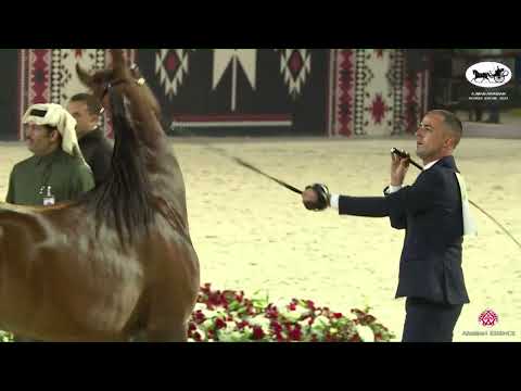 N 205 AJ RESAN   Ajman Arabian Horse Show 2023   Colts 3 Years Old Class 9