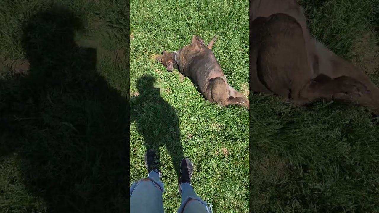 Enlarge Roscoe, a ADOPTABLE mixed breed in Brookings, SD video 4/4