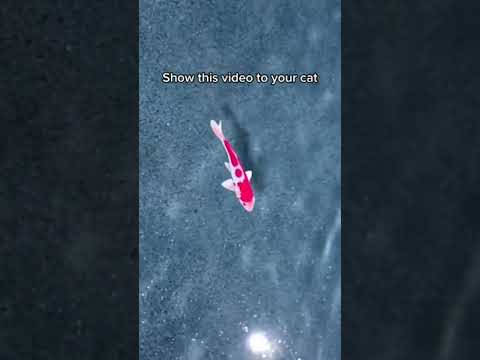 #cat Your cats will LOVE this Koï Fish 🐟 #gameforcats #videoforcats #catgame #c