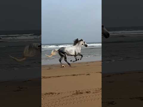 The Horse Ran Back to Its True Home 🐎❤️ | Emotional Reunion