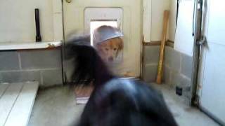 Three Little Doggies