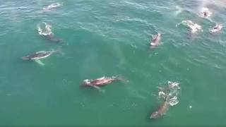 Humpback whale supergroup sightings increasing in South African coastal waters