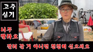 고추 팔러 갈 거 아니면 천천히 심으세요