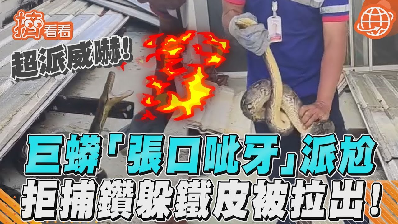 影音/巨蟒「張口呲牙」派尬 拒捕鑽躲鐵皮被拉出!