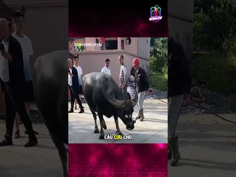 Con trâu hiểu chuyện