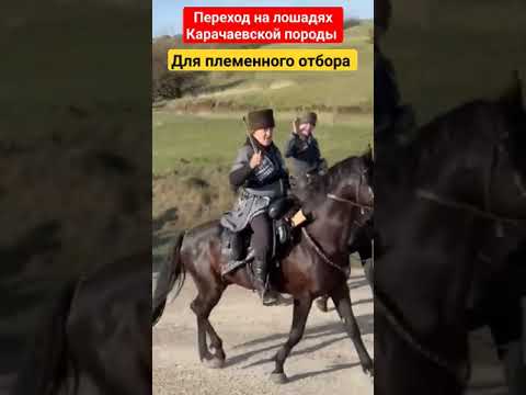 , title : 'Конный переход на лошадях Карачаевской породы 16 март 2024г #балкарцы #карачаевцы #кавказ #лошади'