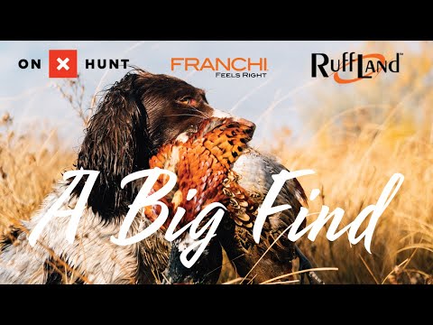 A Big Find - Hunting and Field Trial Spaniels