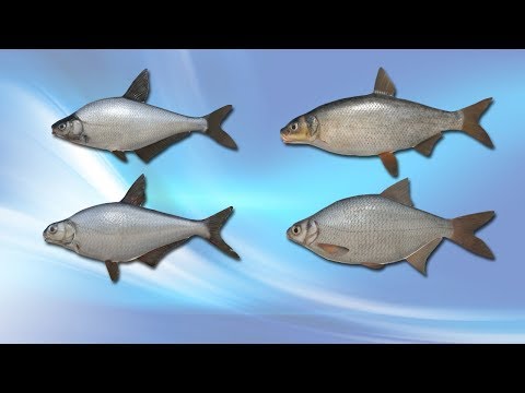 Русская Рыбалка 4 (Russian Fishing) Синец Рыбец Густера и другие на Волхове