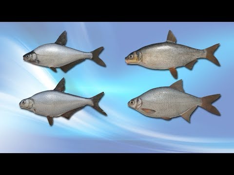 Русская Рыбалка 4 (Russian Fishing) Синец Рыбец Густера и другие на Волхове