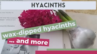 Wax-dipped hyacinths and more
