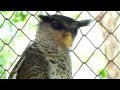 Spot Bellied Eagle Owl Bubo Nipalensis
