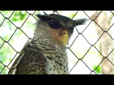 Spot-bellied Eagle-Owl — Bubo nipalensis — hlas a video