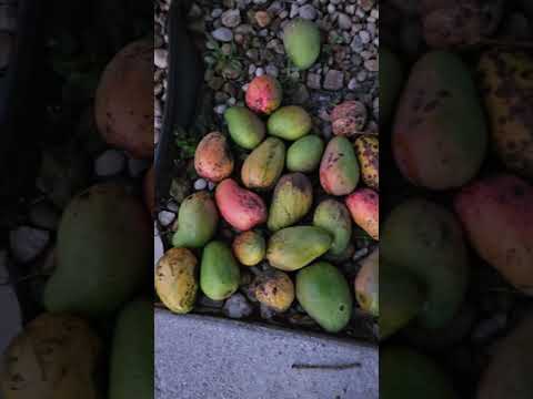 All These East Indies Mangoes My Son Pick Them Today I Am Blessed My Tree Is Blessed Sweet Yummy