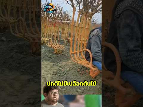 คุณเคยเห็นมั้ย? ‘ต้นไม้ทรงเก้าอี้’ ลุงคนนี้กำลังรดน้ำให้ “ต้นไม้ไม่มีเปลือก” #การใช้ชีวิต