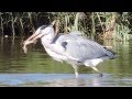 Heron Eating A Small Pike