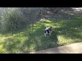 Little Toby Almost Tripping People Walks