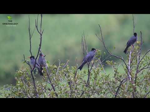Bulbul čierny (Hypsipetes leucocephalus) — správanie, biotop a hlas