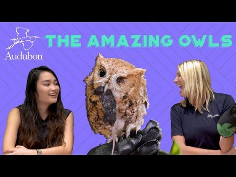 The Amazing Owls | Ep 1 | Feeding Frenzy (Owl Eats Mouse!)