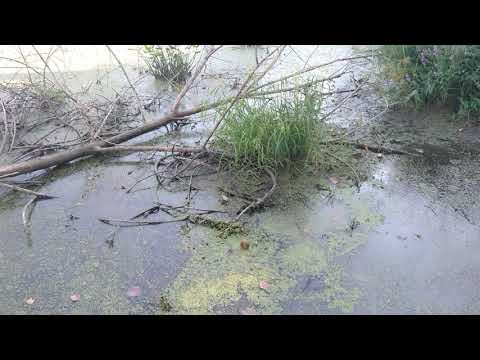 September 17 Daily Horoscope: A Vision Of Change - Honest Astrology