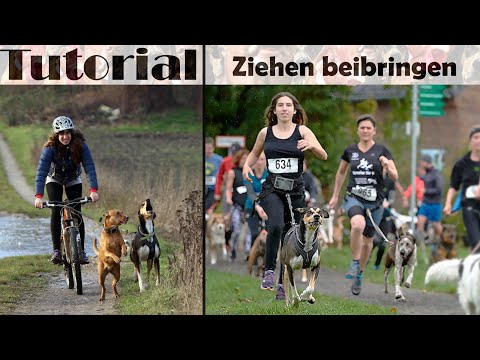 Dem Hund das Ziehen beibringen - Tutorial Zughundesport