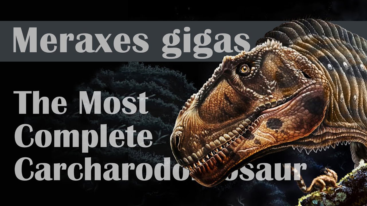 Meraxes gigas, The Most Complete Carcharodontosaur